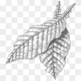 Drawing , Png Download - Tobacco Leaves Drawing, Transparent Png - tobacco leaf png
