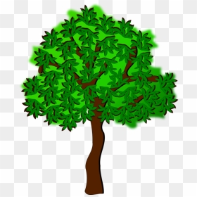 Plant,leaf,tree - Summer Tree Clipart, HD Png Download - autumn tree png