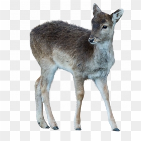 Transparent Deer Png Image - Musk Deer Transparent, Png Download - whitetail deer png