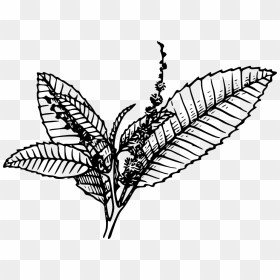Free Tobacco Stalk Cliparts, Download Free Clip Art, - Tobacco Black And White, HD Png Download - tobacco leaf png