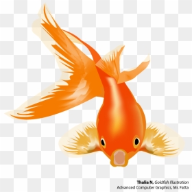Goldfish And Betta - Gold Fish Vector, HD Png Download - fish vector png