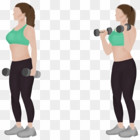 Standing Dumbbell Bicep Curls - Biceps Curl, HD Png Download - bicep png