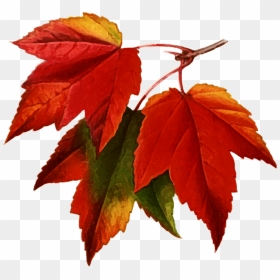 Transparent Fall Leaves Png, Png Download - autumn tree png