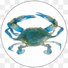 Blue Crab Png - Crab Bib, Transparent Png - blue crab png