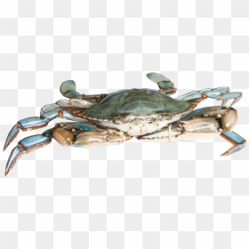 Chesapeake Blue Crab , Png Download - Blue Crab Png Transparent, Png Download - blue crab png