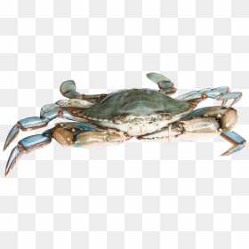 Chesapeake Blue Crab , Png Download - Blue Crab Png Transparent, Png Download - blue crab png