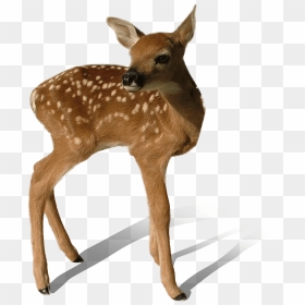 Transparent Deer Png - Animals In Transparency, Png Download - whitetail deer png