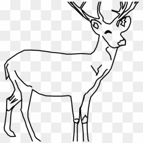 White Tailed Deer Clip Art Whitetail Deer Clip Art - Deer Clipart, HD Png Download - whitetail deer png