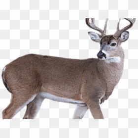 White Tailed Deer Clipart Transparent Background - White Tailed Deer White Background, HD Png Download - whitetail deer png