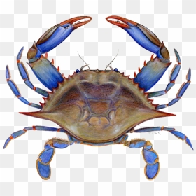 Transparent Crab Blue Transparent & Png Clipart Free - Maryland Blue Crab Clipart, Png Download - blue crab png