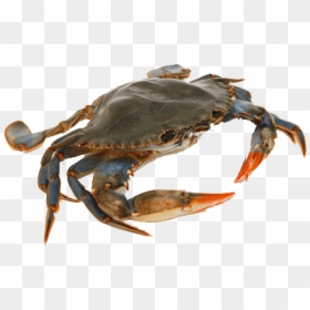 Thumb Image - Crab Png, Transparent Png - blue crab png