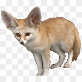 Fennec Fox On A Rock Journal , Png Download - Fennec Fox Transparent Background, Png Download - fennec fox png