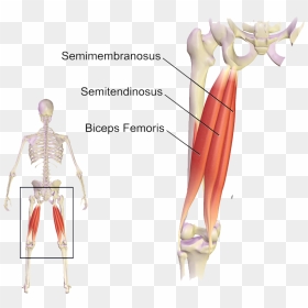 M Hamstrings, HD Png Download - bicep png