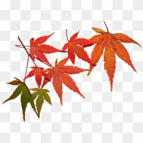 Autumn, HD Png Download - autumn tree png