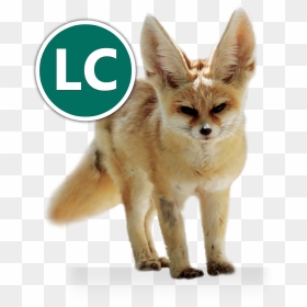 Fennec Fox Icon Conservation - Zorro Fennec, HD Png Download - fennec fox png