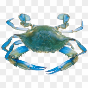 Transparent Blue Crab Clipart - Blue Crab Transparent, HD Png Download - blue crab png