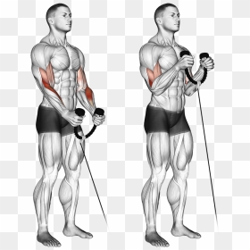 Biceps Cable Curl, HD Png Download - bicep png