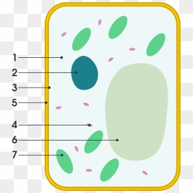 Plant Cell Vs Animal Cell Simple , Png Download - Molecule Man, Transparent Png - hell in a cell png