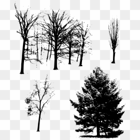 Portable Network Graphics, HD Png Download - creepy tree png