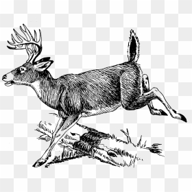 Deer Clip Arts - Wood Burning Deer Stencil, HD Png Download - whitetail deer png