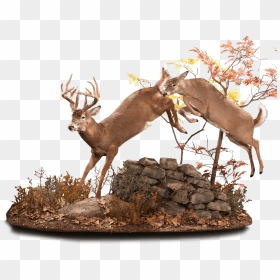 Whitetail Deer Running Taxidermy - Elk, HD Png Download - whitetail deer png