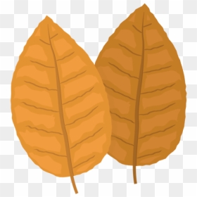 Tobacco Png Image - Tobacco Leaf Png, Transparent Png - tobacco leaf png