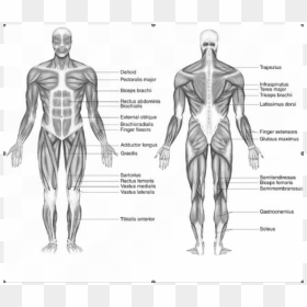 Picture - Basic Muscle Diagram Labeled, HD Png Download - bicep png