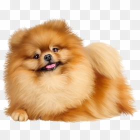 Pomeranian , Png Download - Pomeranian Png No Background, Transparent ...