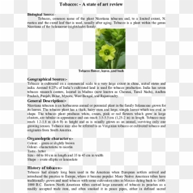 Biological Source Of Tobacco, HD Png Download - tobacco leaf png