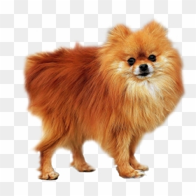 Pomeranian , Png Download - Small Dog In Home, Transparent Png - pomeranian png