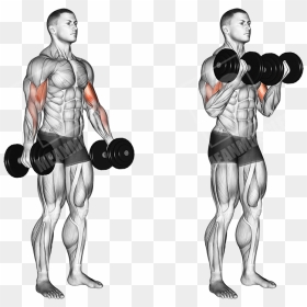Standing Dumbbell Curl - Bicep Workouts, HD Png Download - bicep png