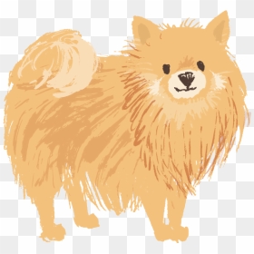 Pomeranian , Png Download - Pomeranian Png No Background, Transparent Png - pomeranian png