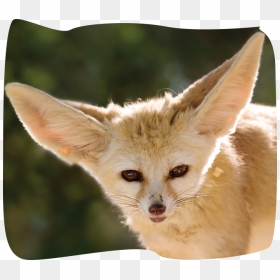 Flora And Fauna Of Mauritania , Png Download - Fennec Fox, Transparent Png - fennec fox png