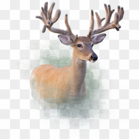 Deer - Elk, HD Png Download - whitetail deer png