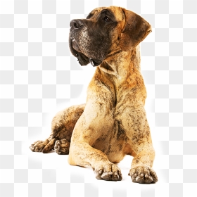 Royal Canin, HD Png Download - great dane png