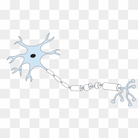 Diagram Of A Labeled Nerve Cell , Png Download - Darkness, Transparent Png - hell in a cell png
