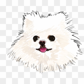 Pomeranian , Png Download - Dog Yawns, Transparent Png - pomeranian png