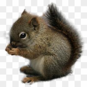 Squirrel Rodent Chipmunk Animal - Chipmunk Png, Transparent Png - chipmunk png