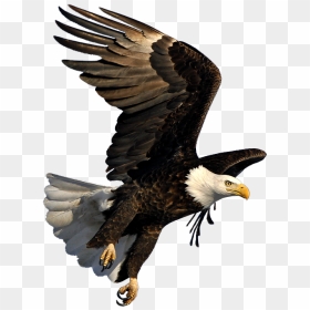 Bald Eagle Flying Png - Bald Eagle Transparent Background, Png Download - bald eagle head png