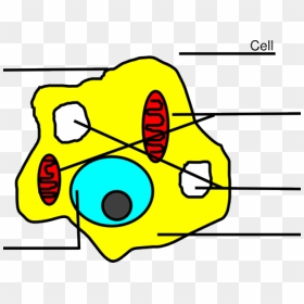 Easy Animal Cell , Png Download - Animal Cell, Transparent Png - hell in a cell png