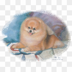 Wildlife Pomeranian Portrait Youth T Shirt - Pomeranian, HD Png Download - pomeranian png