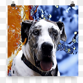 Great Dane Poster , Png Download - Great Dane, Transparent Png - great dane png