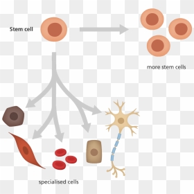 What Is A Stem Cell - Induced Pluripotent Stem Cells Png, Transparent Png - hell in a cell png