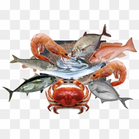 Chesapeake Blue Crab , Png Download - Shrimp Paste, Transparent Png - blue crab png