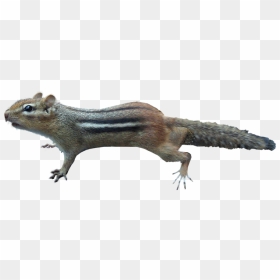 Бурундук Png, Transparent Png - chipmunk png