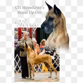 Ch Moonriver"s Stand Up Guy - Great Dane, HD Png Download - great dane png