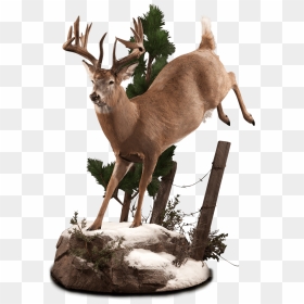 Jumping Whitetail Deer Mount - Elk, HD Png Download - whitetail deer png