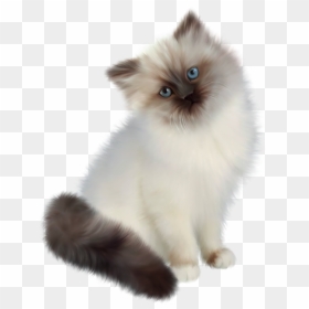 Persian Ragdoll Siamese Cat, HD Png Download - cute kitten png