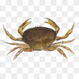 Crab Santa Monica Seafood Seafood Guide - Dungeness Crab, HD Png Download - blue crab png