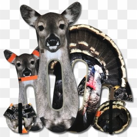 White-tailed Deer, HD Png Download - whitetail deer png
